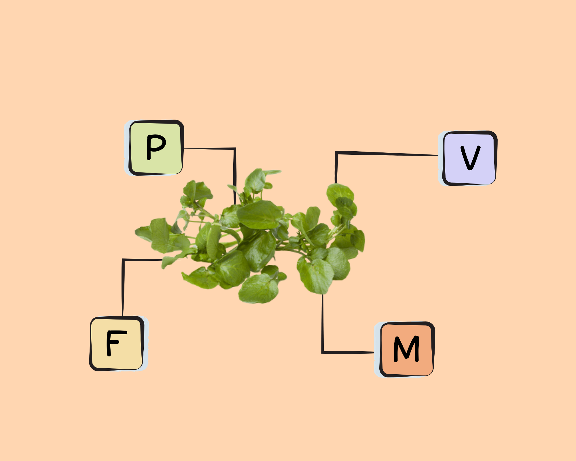 watercress-nutrients