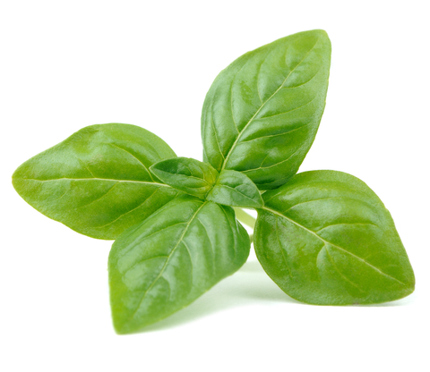 An image of basil.