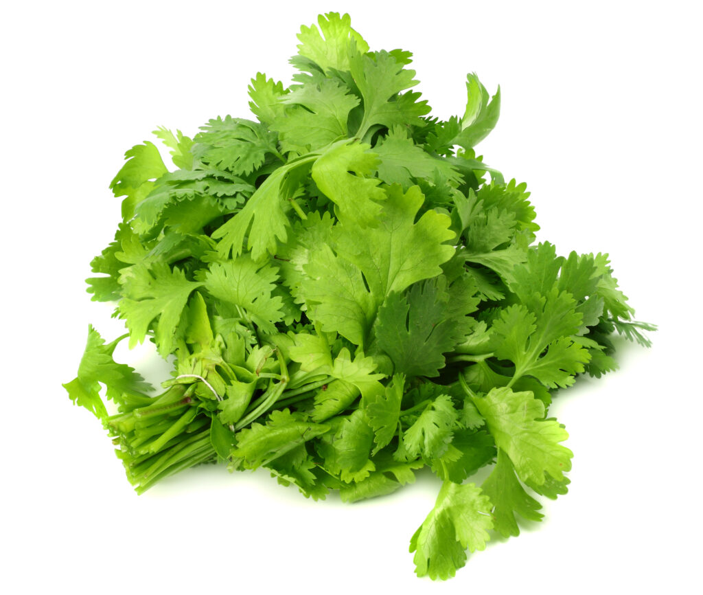 An image of cilantro.