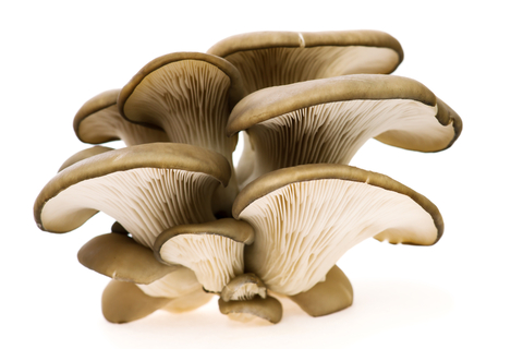 An image of oyster mushrooms.