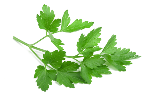 An image of parsley.