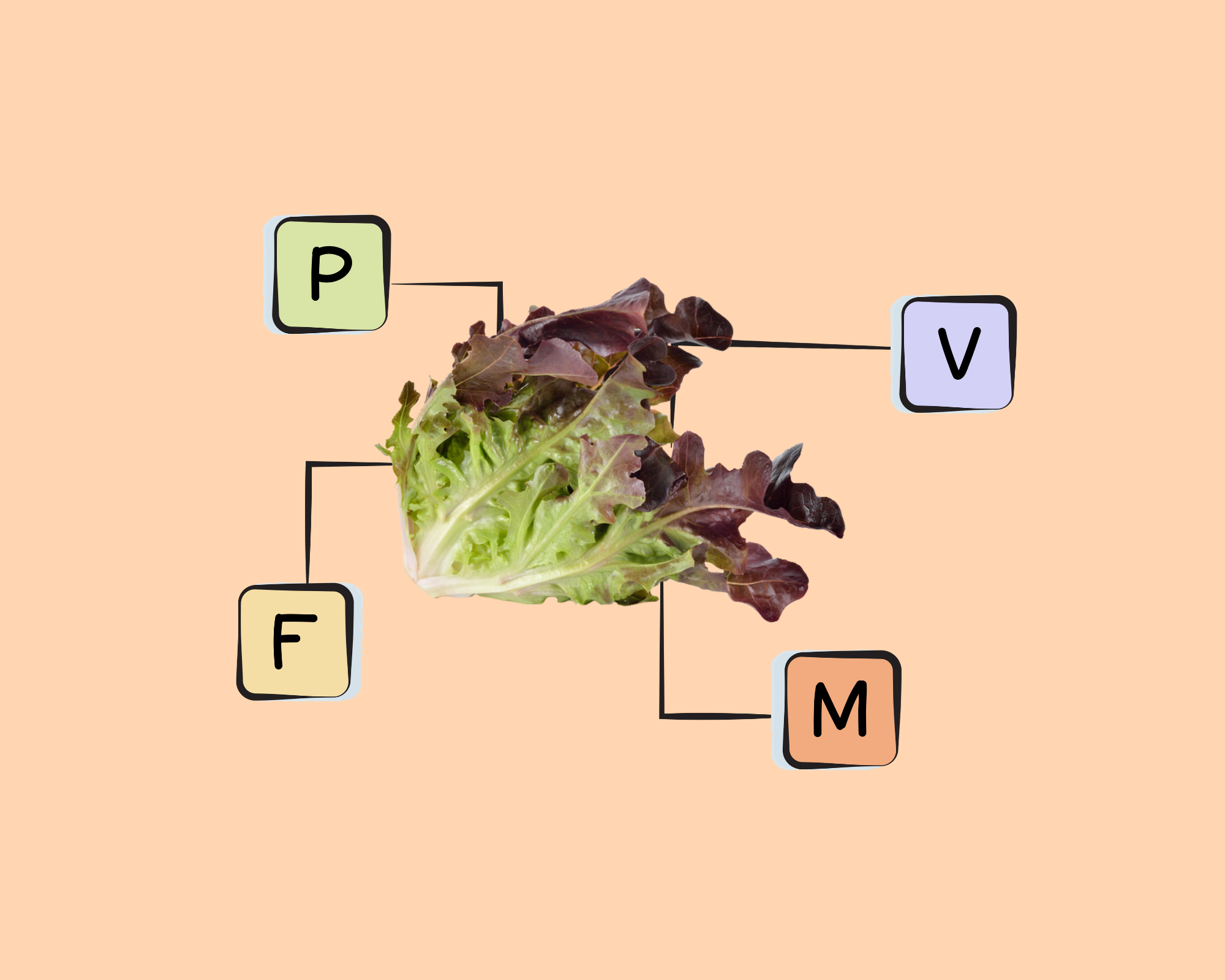 Red Leaf Lettuce Nutrients