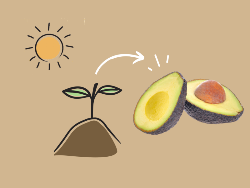 Growing avocado trees and houseplants.