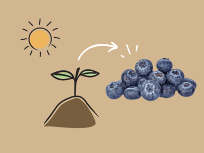 Growing Blueberries
