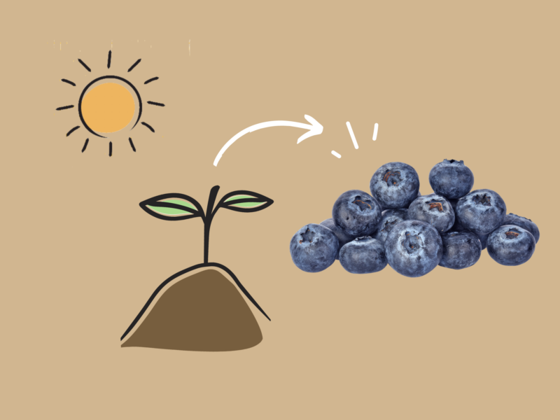 Growing Blueberries
