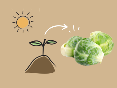Growing Brussels sprouts.