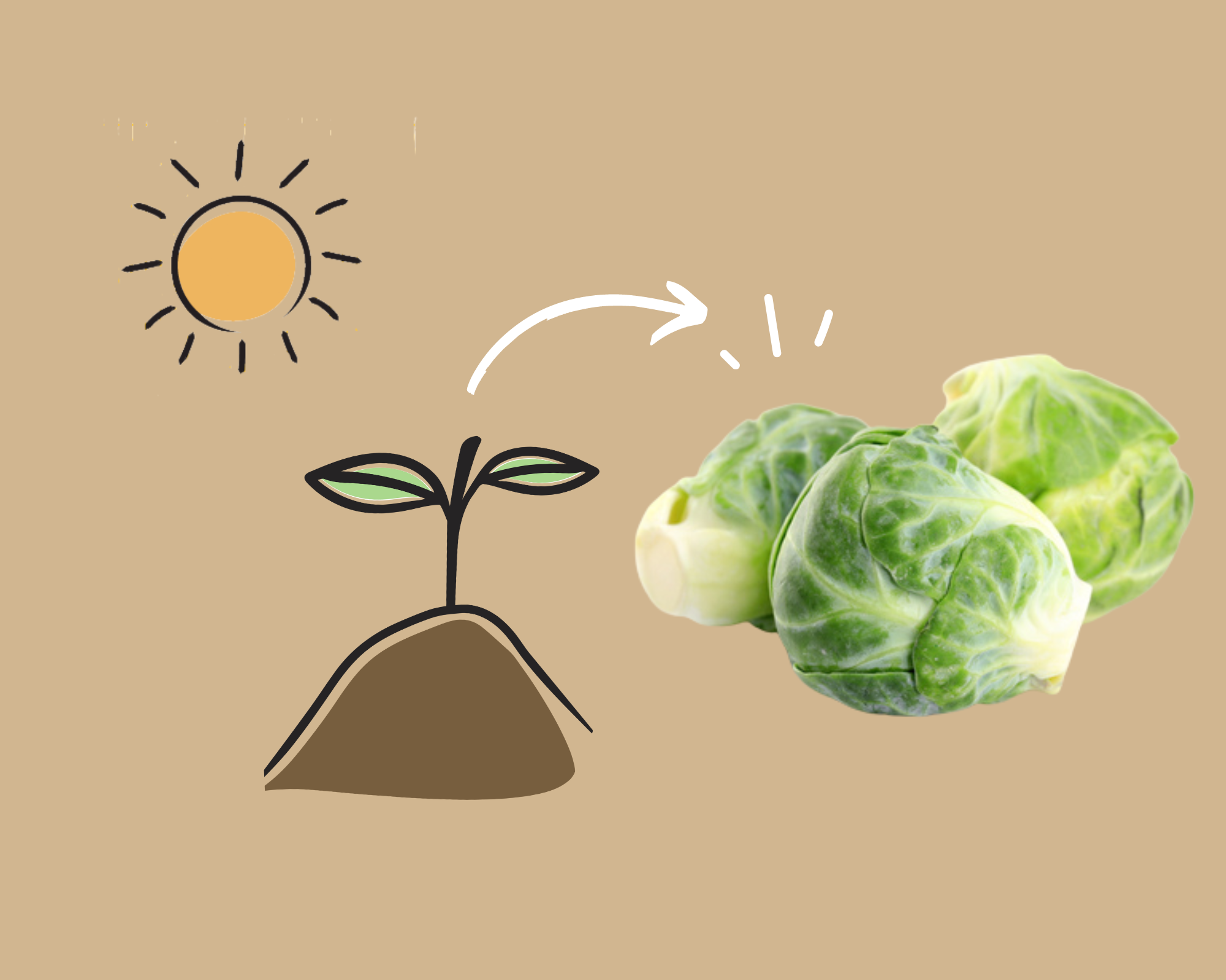 How To Grow Brussels Sprouts