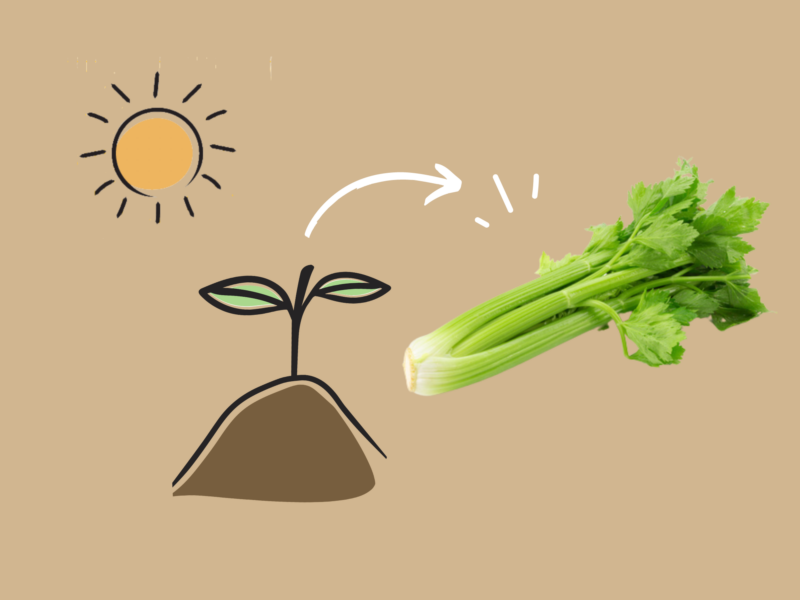 How to grow celery.