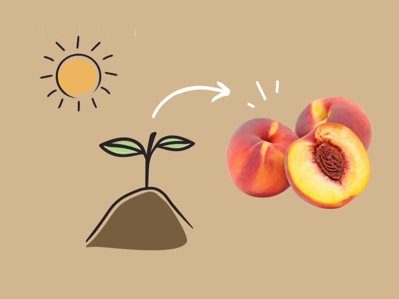 Growing Peaches