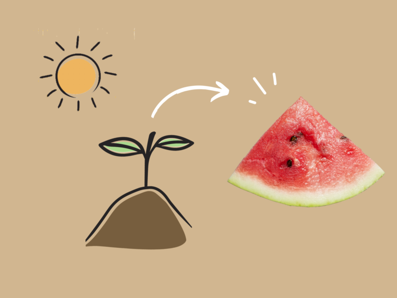 How to grow watermelon.