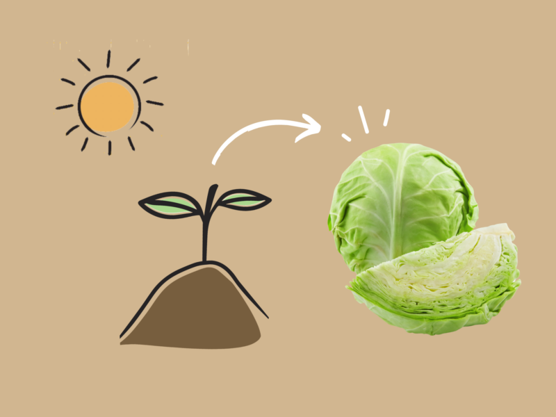 How to grow cabbage.
