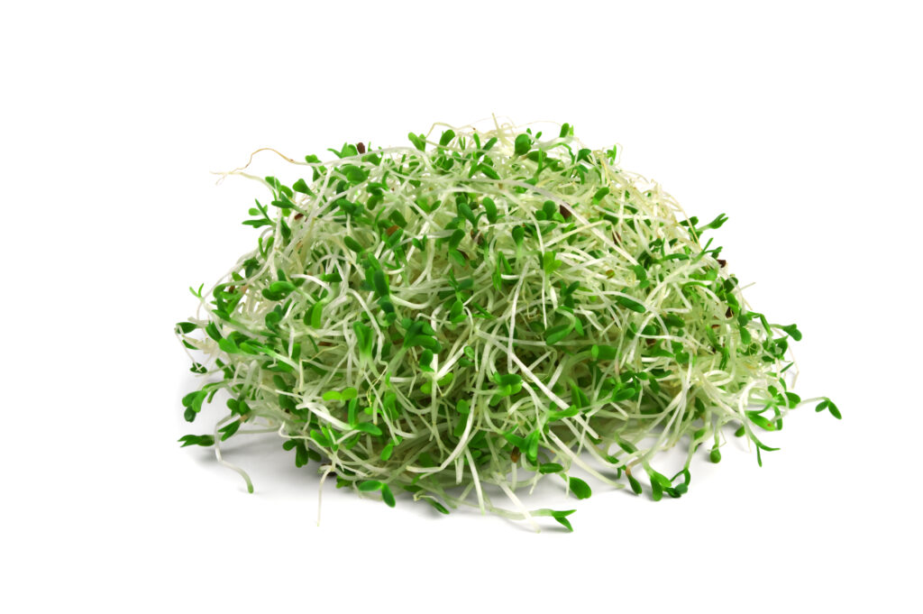 An image of alfalfa sprouts.