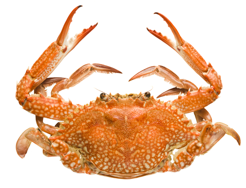 An image of Alaskan king crab.