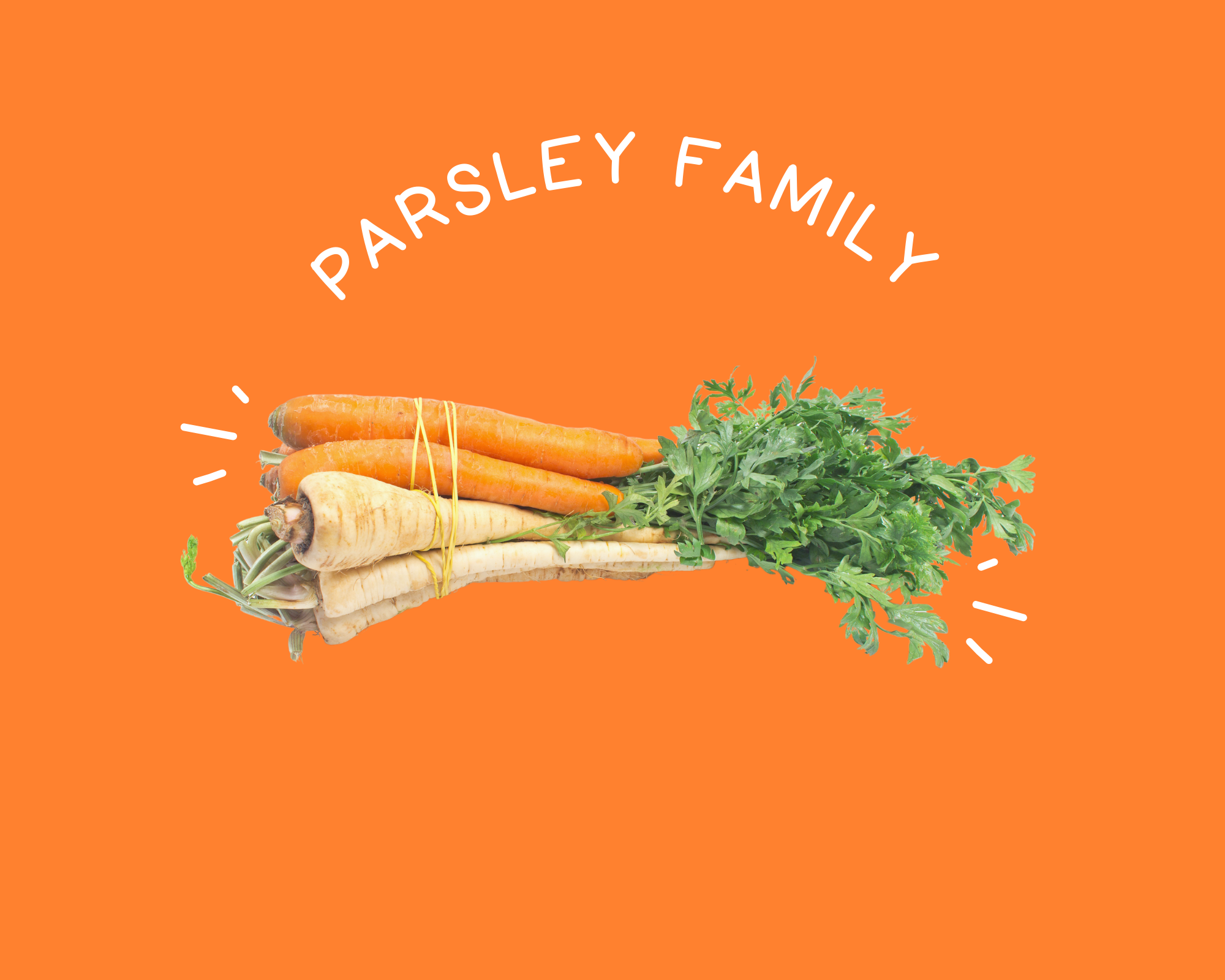 Parsley Family