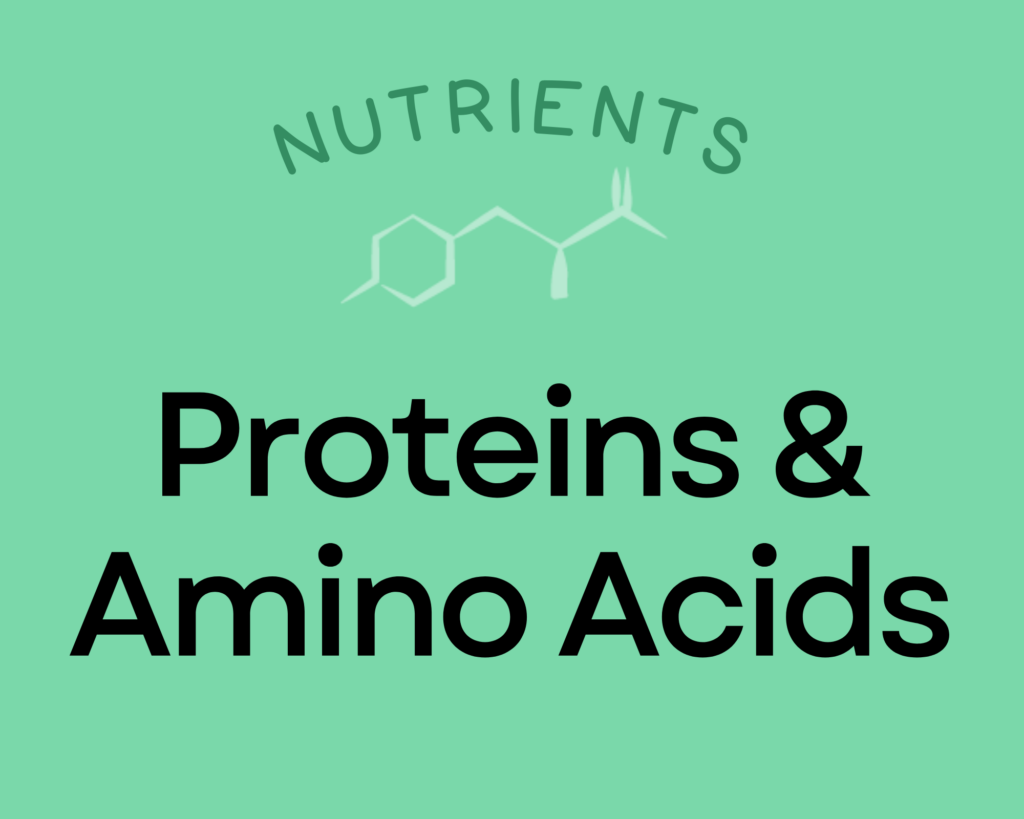 Learn all about the importance of Protein and Amino Acids in your diet
