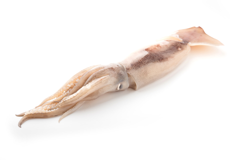 An image of squid.