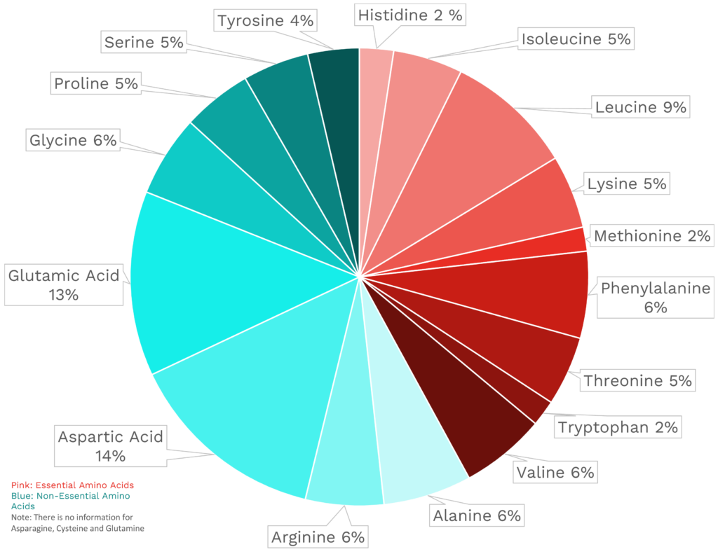 Visual graphic of amino acid distribution in basil.