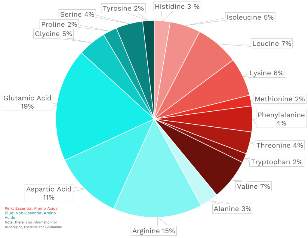 Visual graphic of amino acid distribution in garlic.