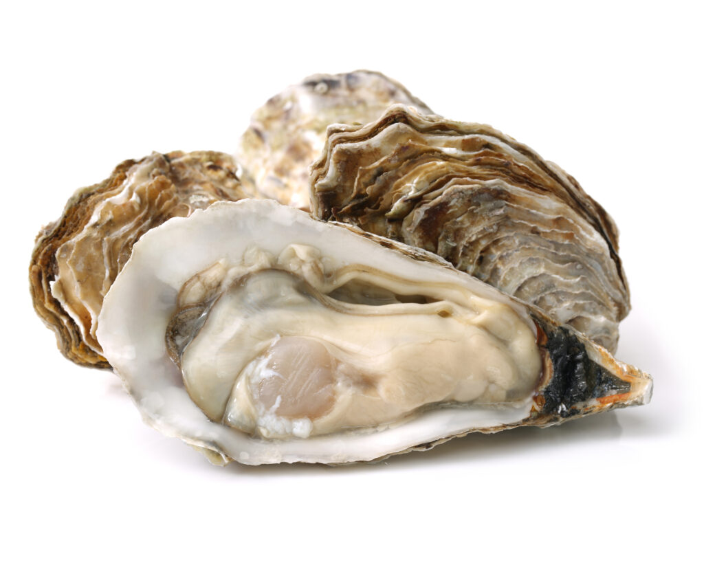 An image of Pacific oysters.