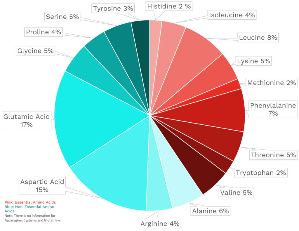 Visual graphic of amino acid distribution in red leaf lettuce.