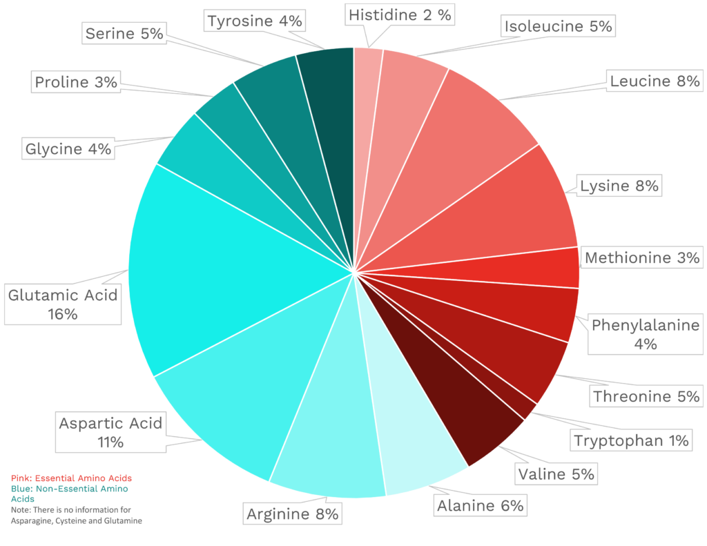 Visual graphic of amino acid distribution in clams.