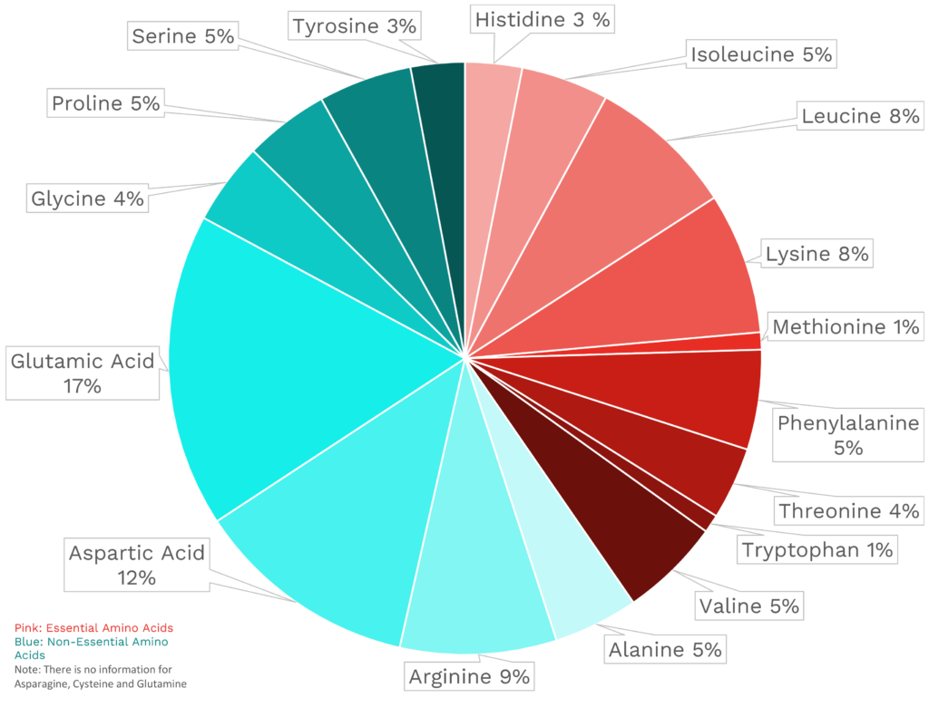 Visual graphic of amino acid distribution in lentils.