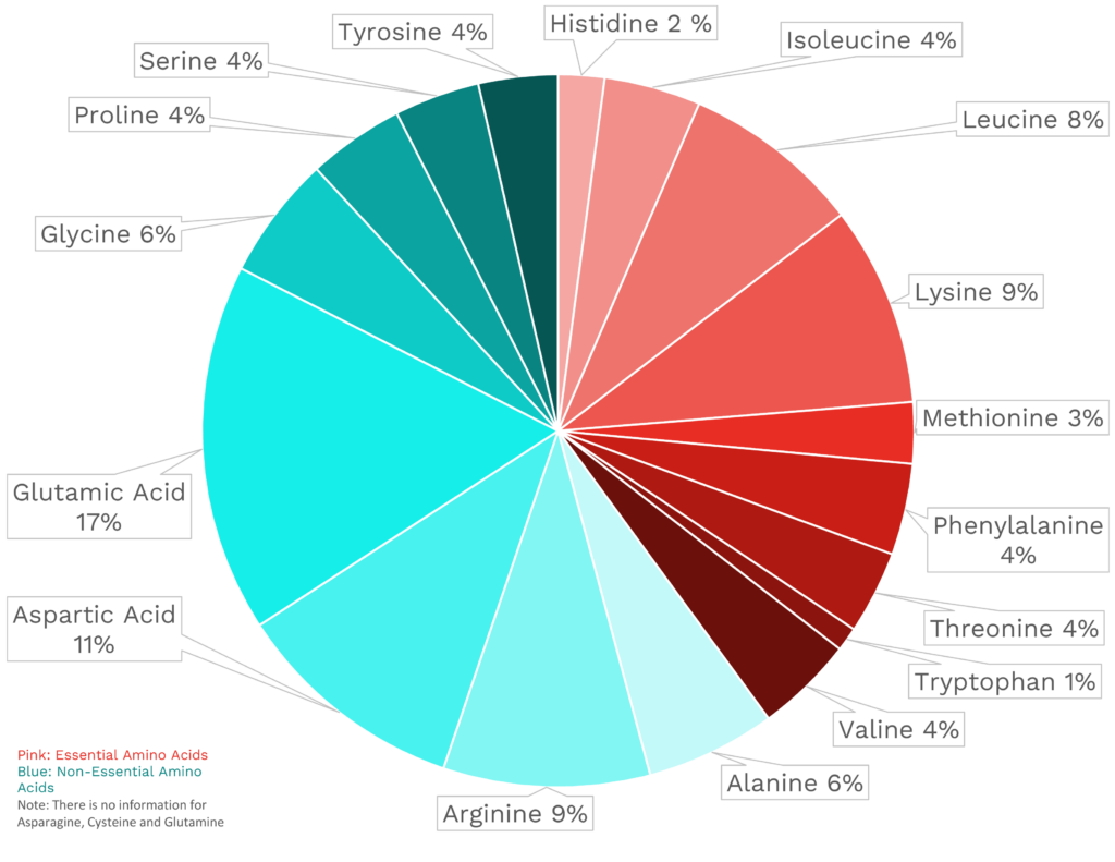 Visual graphic of amino acid distribution in shrimp.