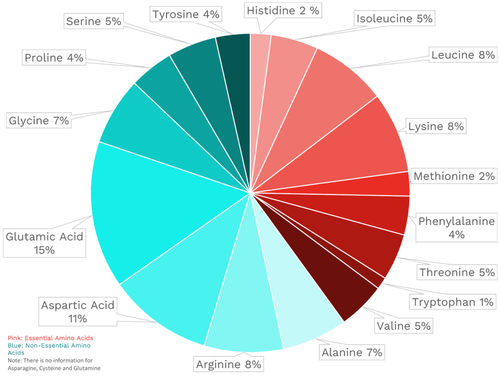 Visual graphic of amino acid distribution in squid.