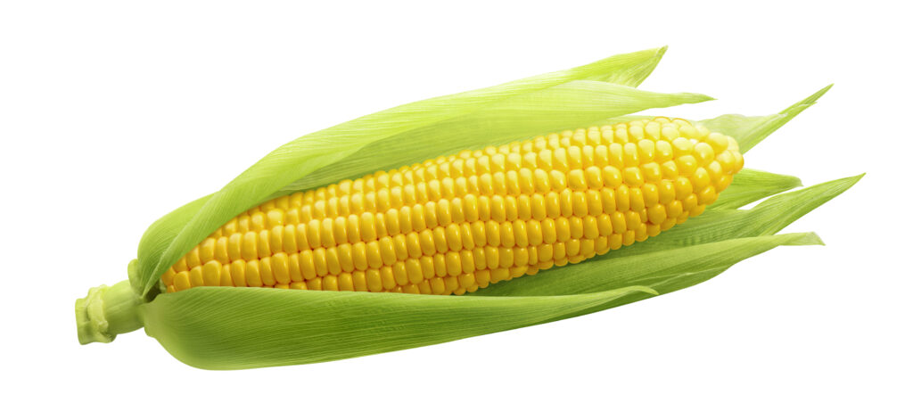 An image of yellow sweet corn.