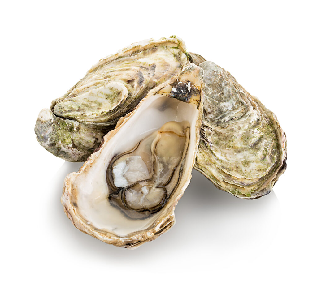 An image of Eastern oysters.