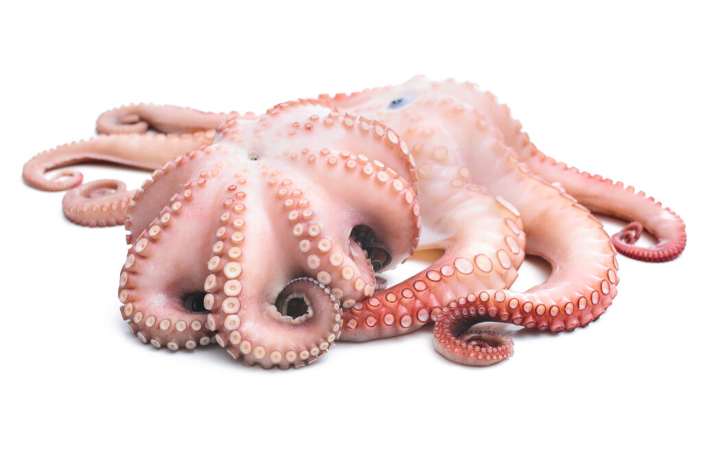 An image of octopus.