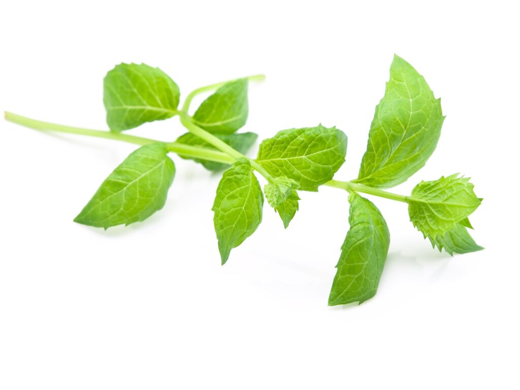 An image of spearmint.