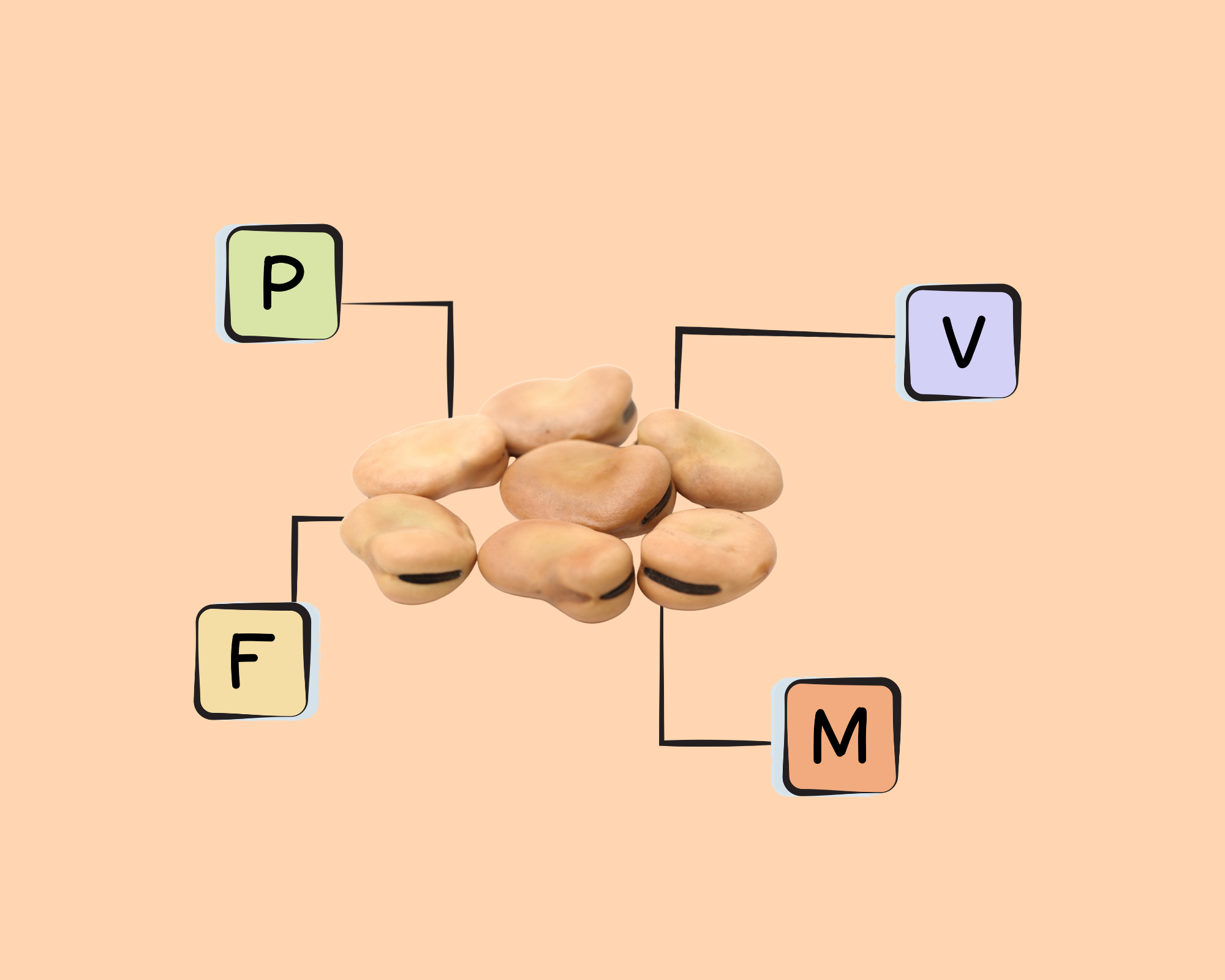 fava-bean-nutrients