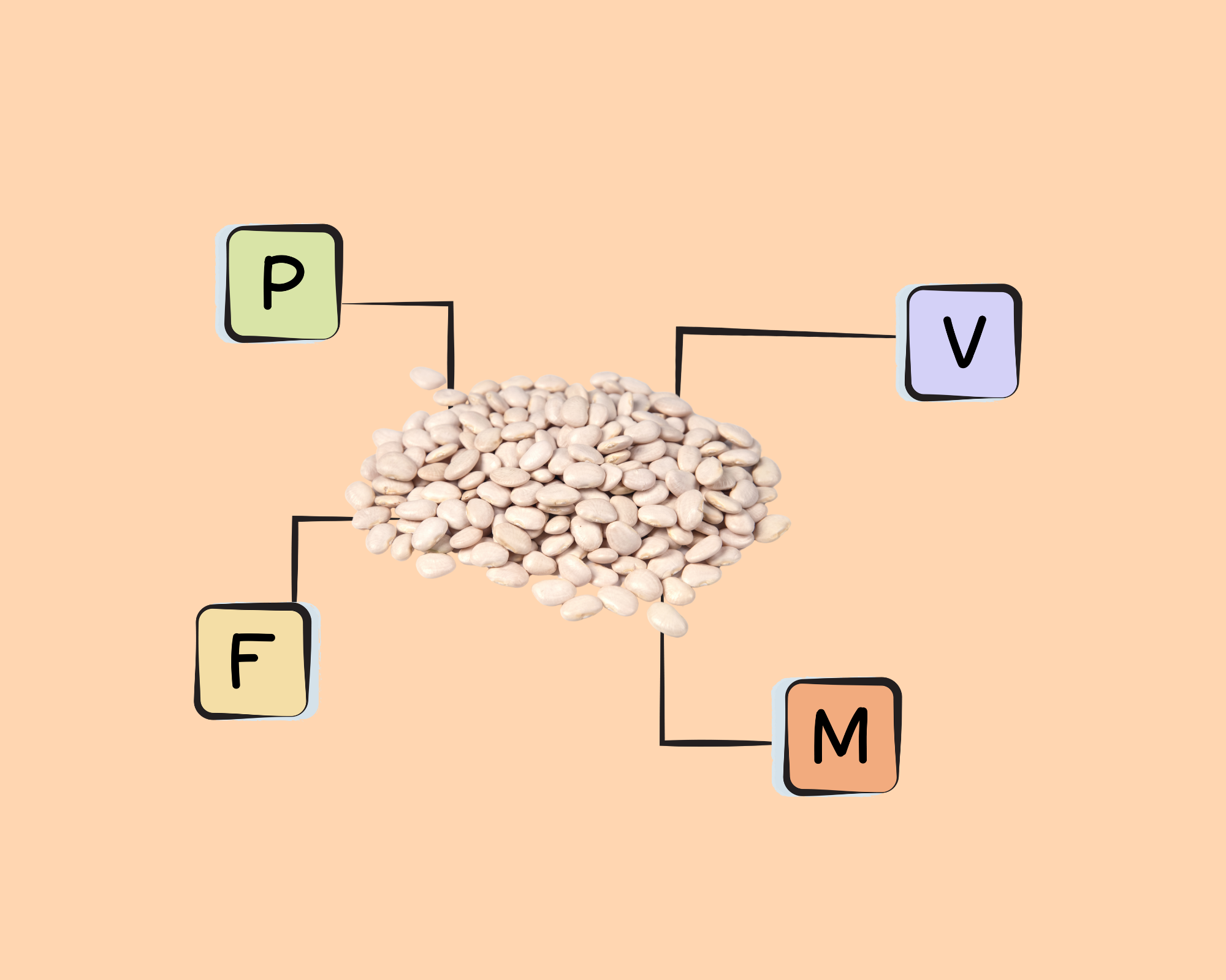 lima-bean-nutrients