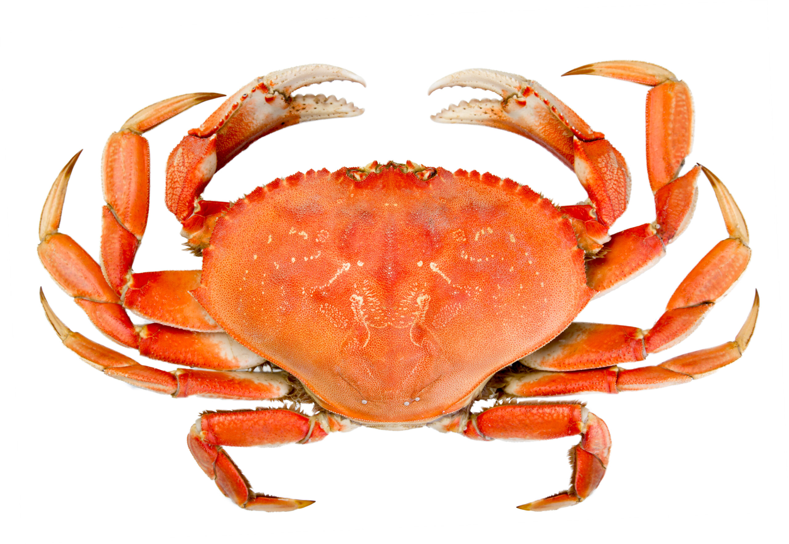 An image of Dungeness crab.