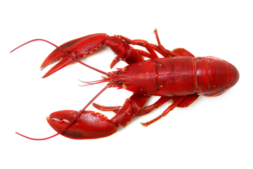 An image of northern lobster.