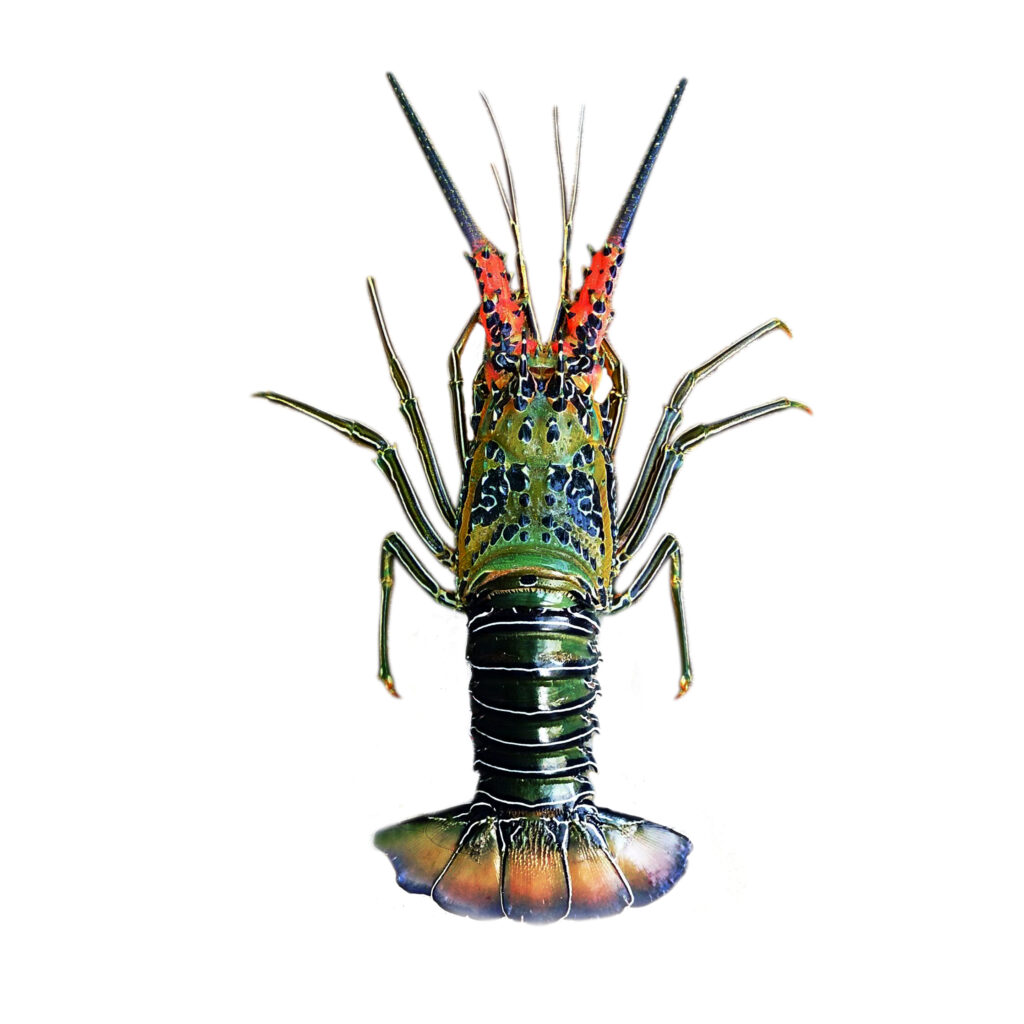 An image of spiny lobster.