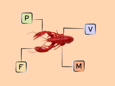 Nutrients in northern lobster.