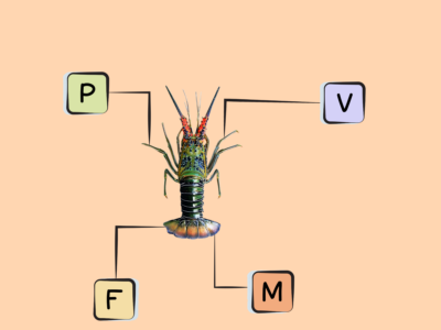 Nutrients in spiny lobster.