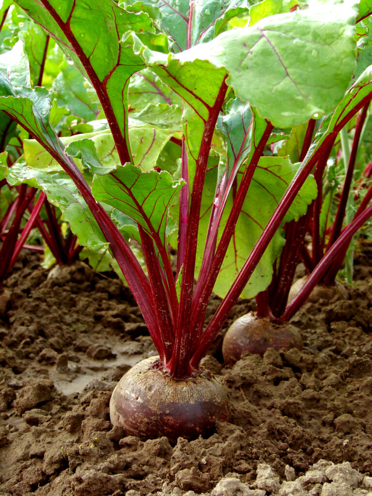 Beets growing in the garden.