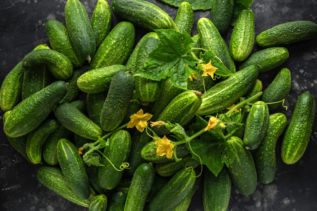 A group of freshly picked cucumbers.