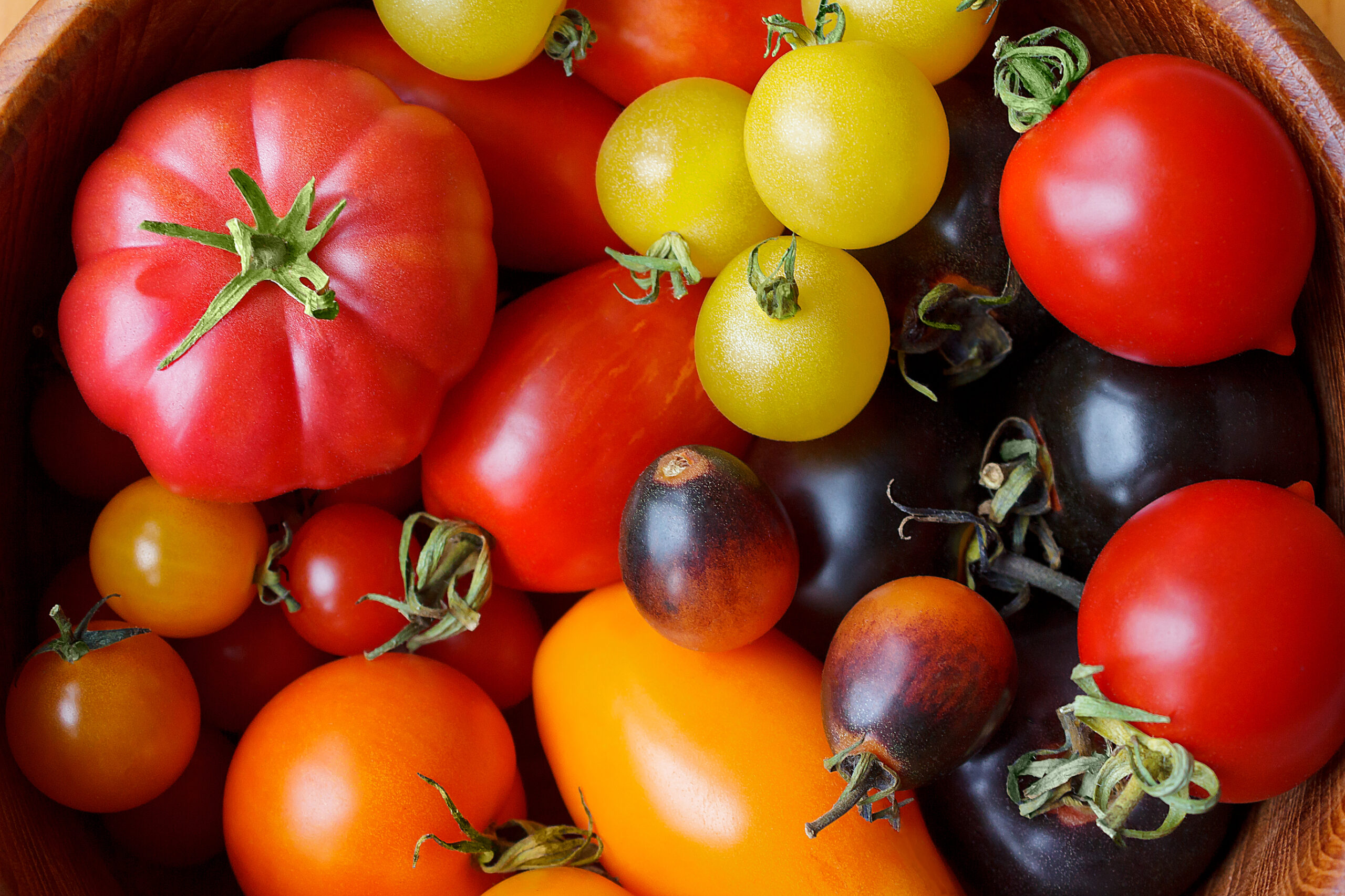 A mix of different tomato varieties.