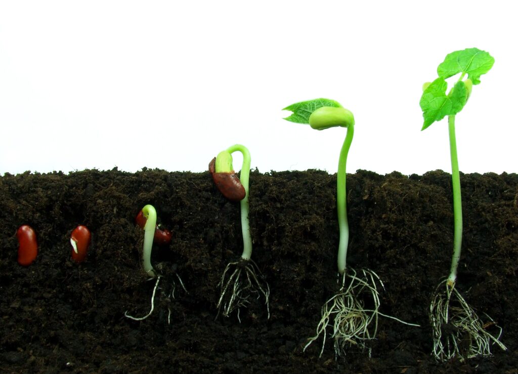 A growing bean plant, showing germination steps.