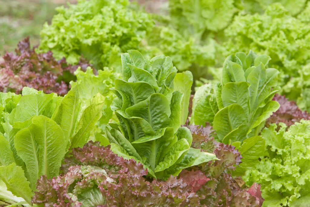 An image of lettuce growing in the garden.