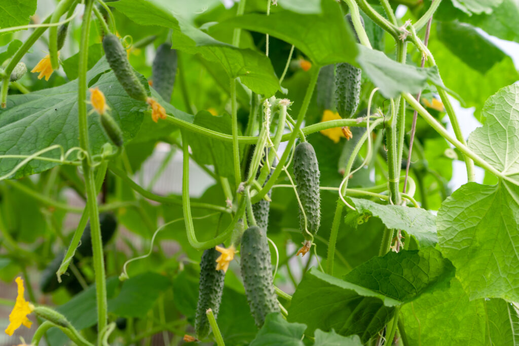 A cucumber plant.