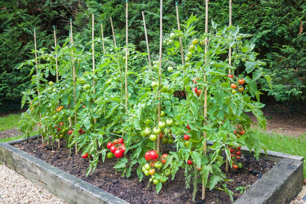 Tomato plants growing in raised beds.