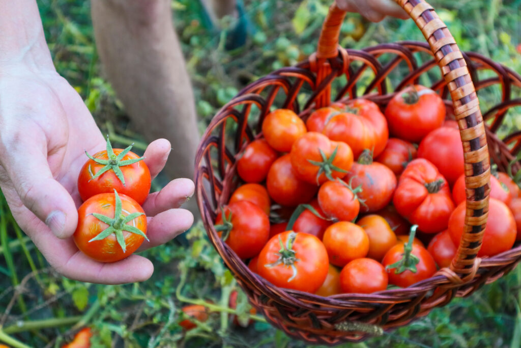 Tomatoes freshly picked from the garden.