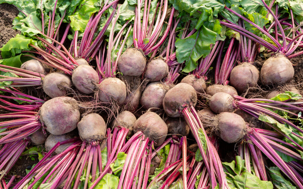 A harvest of beets fresh from the garden.