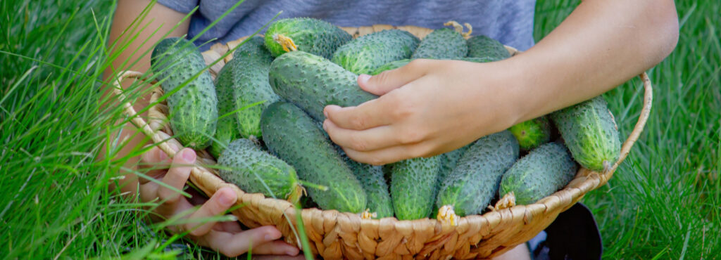 A basket of freshly picked cucumbers.