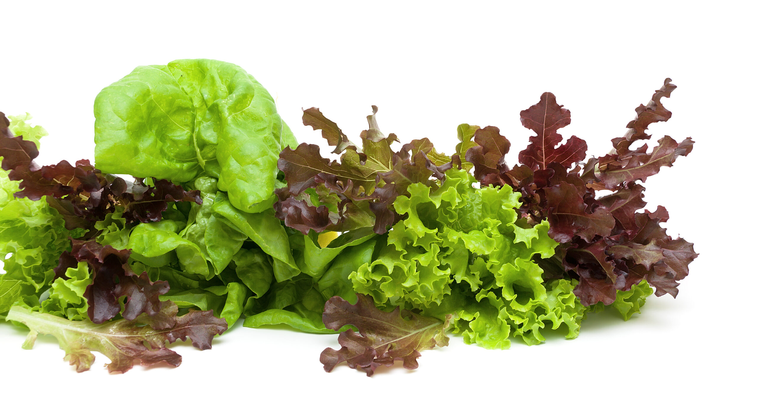 A mix of lettuce varieties.